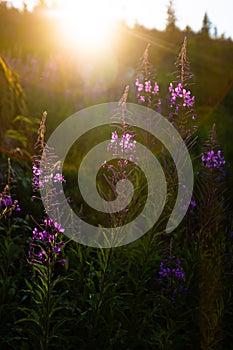 Willowherb in Low Tatra Slovakia