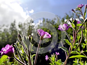 Willowherb, medicinal herb with flower in summer