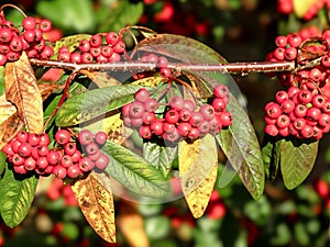 Willowleaf cotoneaster red berries and winter leaves