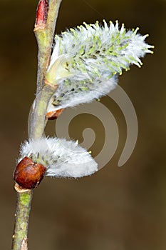 willows branches / Salix caprea