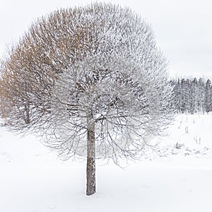 Willows in hoarfrost. Frost in the trees. Beautiful winter landscape