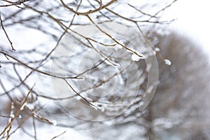 Willows in hoarfrost. Frost in the trees. Beautiful winter landscape