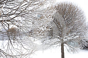 Willows in hoarfrost. Frost in the trees. Beautiful winter landscape