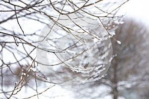 Willows in hoarfrost. Frost in the trees. Beautiful winter landscape