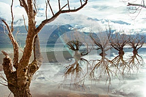 The Willows of Lake Wakatipu, Glenorchy, New Zealand.  Magical scene in winter time