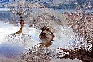 The Willows of Lake Wakatipu, Glenorchy, New Zealand.  Magical scene in winter time