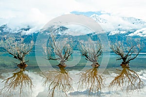 The Willows of Lake Wakatipu, Glenorchy, New Zealand.  Magical scene in winter time