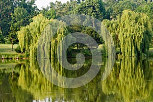 Willows and reflections