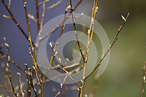 Willows (Salix) at Freeman Reservoir photo
