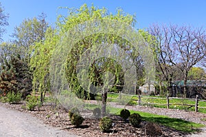 Willows or sallows, and osiers, form the genus Salix,