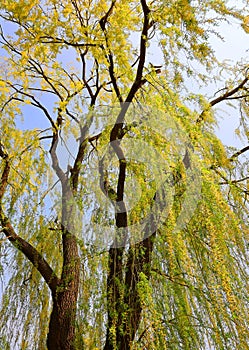 Willows or sallows, and osiers, form the genus Salix