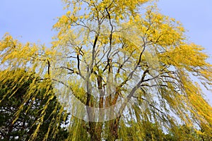 Willows or sallows, and osiers, form the genus Salix, around 400 species[ of deciduous trees