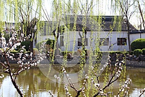 Willows sprouting in spring