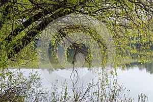Willows trunks and branches hanging above pond water in springtime