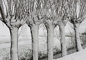 Willows Winter Snow Storm Noordeloos photo