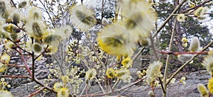 willowtree in the forest.