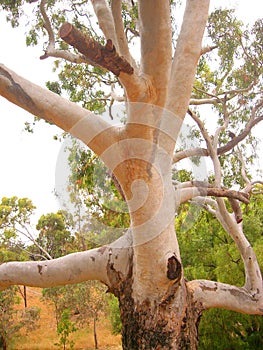 Willunga Eucalypt photo