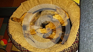 Willy Dog sleep Baddog sleeping