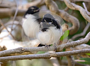 Willy wagtail chicks just leaving the nest