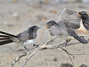 Willy Wagtail feeding young chick