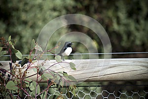 Willy wagtail on a post