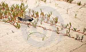 Willy wagtail ruffling feathers