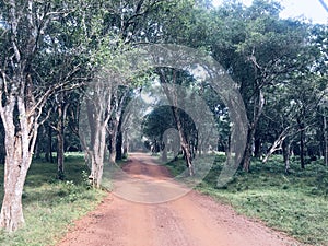Wilpattu national park in sri lanka