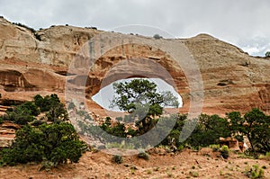 Wilson Arch with Tree photo