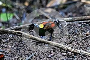 Wilson\'s bird-of-paradise or Diphyllodes respublica seen in Waigeo in West Papua