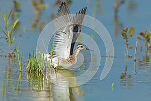 Wilson's Phalarope - Phalaropus tricolor