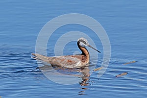 Wilson\'s Phalarope (Phalaropus tricolor) in blue water