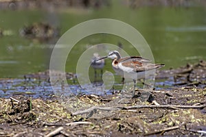 Wilson`s phalarope Phalaropus tricolor is a small wader. Female   in a breeding plumage.