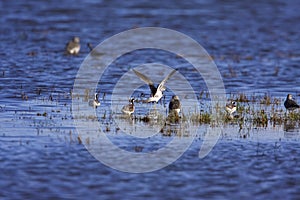 Wilson`s Phalaropes  822062 photo