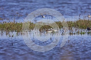 Wilson`s Phalaropes  822066 photo