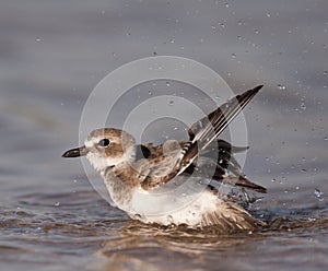 Wilson's Plover