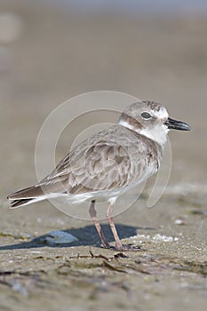 Wilson's Plover, Charadrius wilsonia