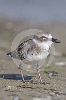 Wilson's Plover, Charadrius wilsonia