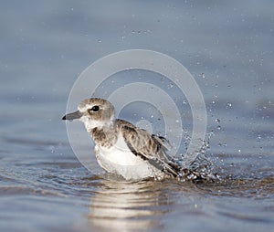 Wilson's Plover, Charadrius wilsonia