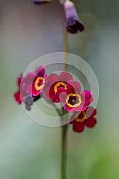 Wilson’s primrose Primula wilsonii, close-up of dark red flowers