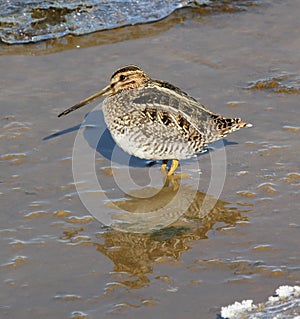 Wilson's Snipe photo