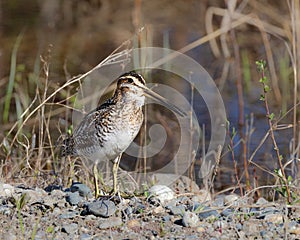 A Wilson`s Snipe in Alaska