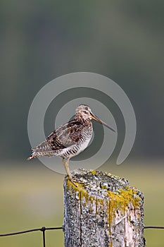 Wilson\'s Snipe bird sits perched on a post