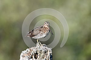 Wilson\'s Snipe bird sitting perched on a fence post