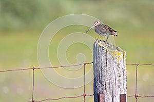 Wilson`s Snipe on Fence Post, Carden Alvar Provincial Park