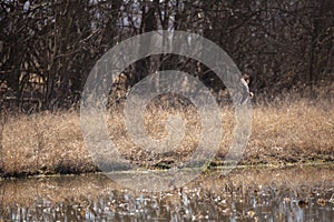 Wilson's Snipe in Flight