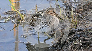 Wilson`s Snipe Gallinago delicata