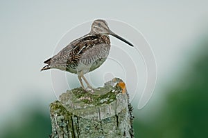 Wilson's Snipe - Gallinago delicata