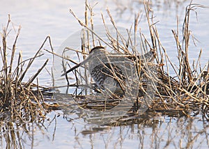 Wilson`s Snipe gallinago delicata