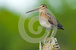 Wilson's Snipe - Gallinago delicata