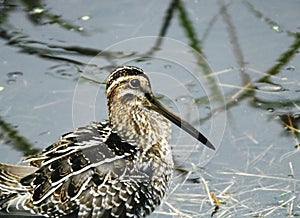 Wilson`s Snipe Gallinago delicata